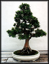 Nat. Arboretum